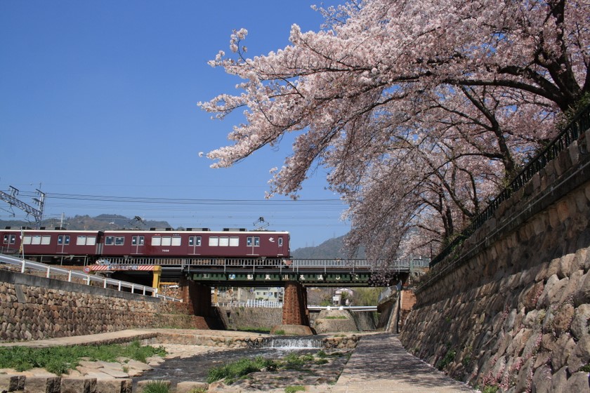 さくらと阪急電車 旧オキラクウサギ