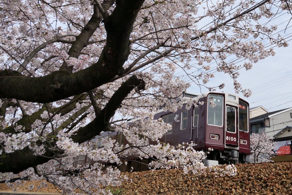 武庫之荘の桜と阪急電車 15 4 2 旧オキラクウサギ